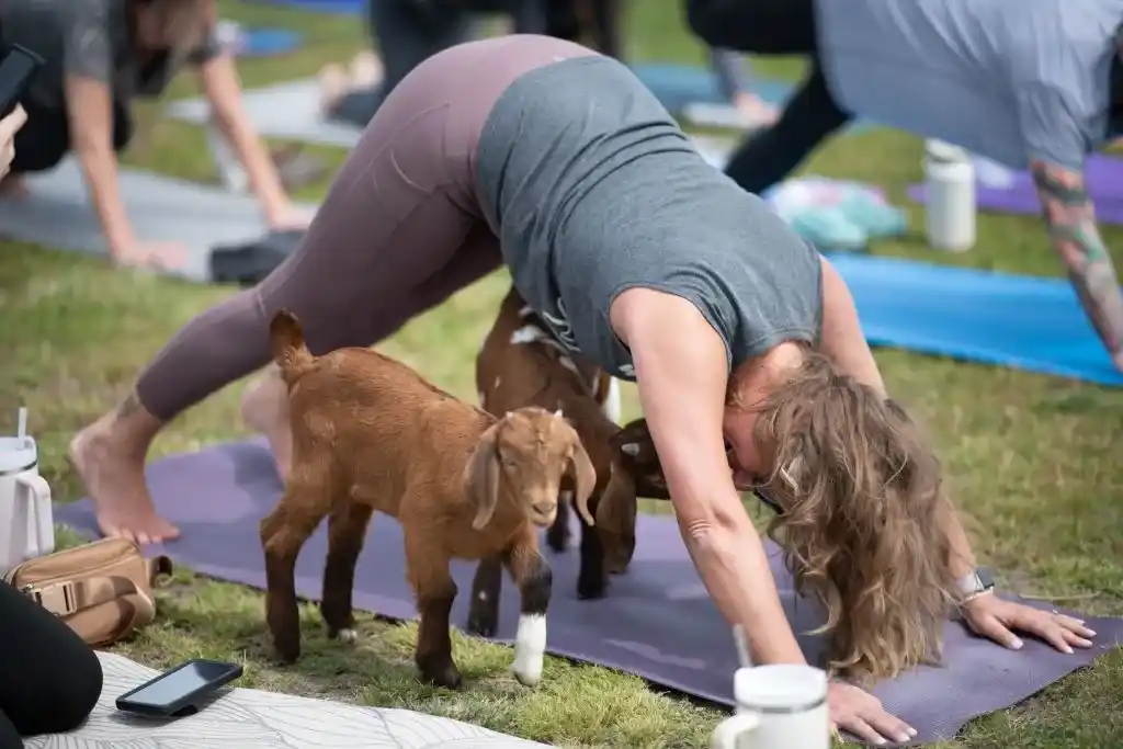 goats-walk-among-people-in-an-outdoor-goat-yoga